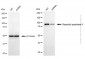 KD-Validated Anti-DPP9 Mouse Monoclonal Antibody